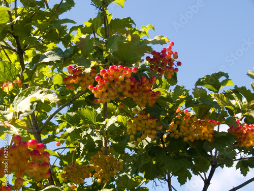branch with berries on background of blue sky