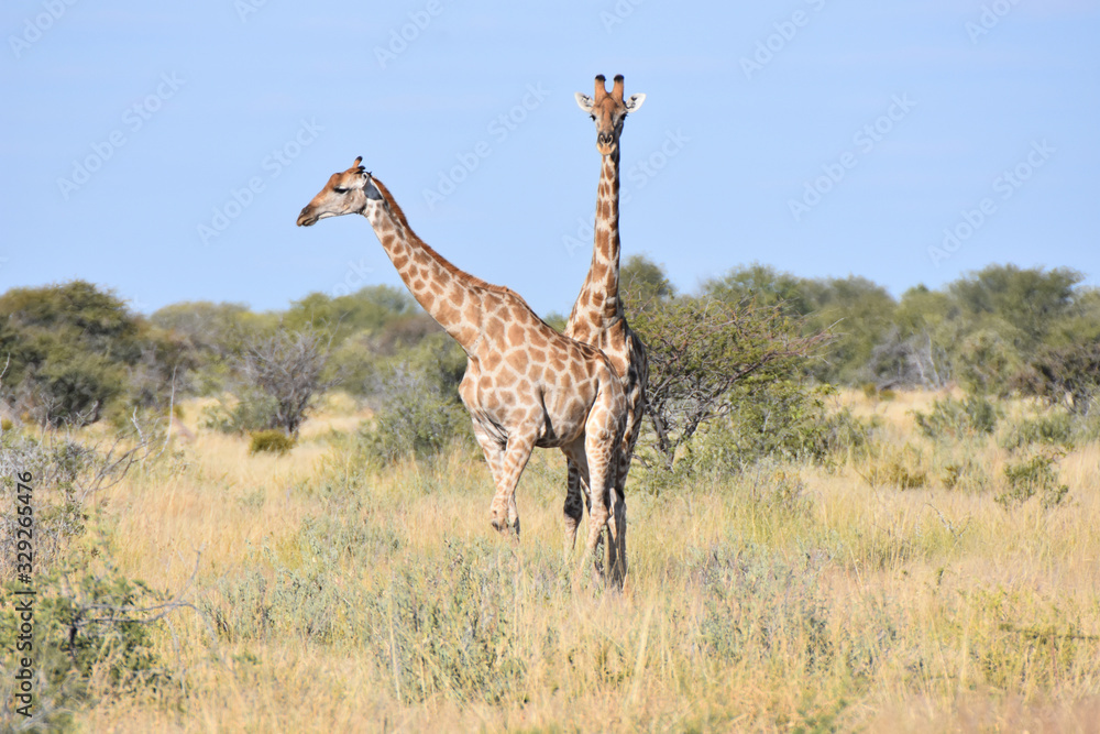 Fototapeta premium Żyrafa w Parku Narodowym Etosha, Namibia