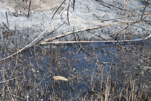 Wallpaper Mural Wildfire Disaster in Valencia Spain Torontodigital.ca