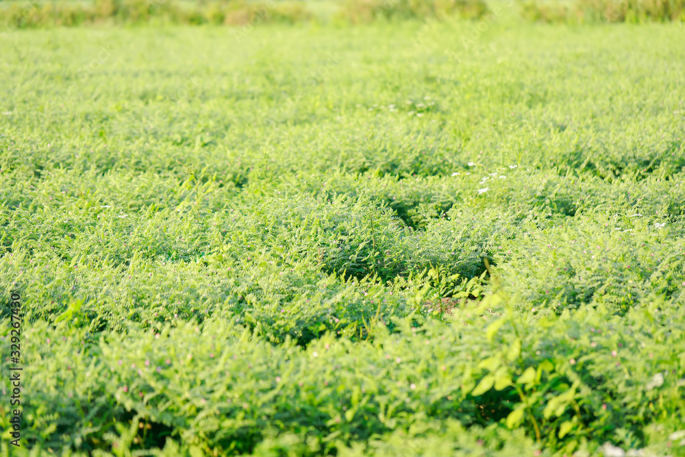 Fresh Green Chickpeas field , Chick peas also known as harbara or harbhara in hindi and Cicer is scientific name, Fresh Green Chickpeas field , Chick peas also known as harbara or harbhara in hindi and Cicer is scientific name,