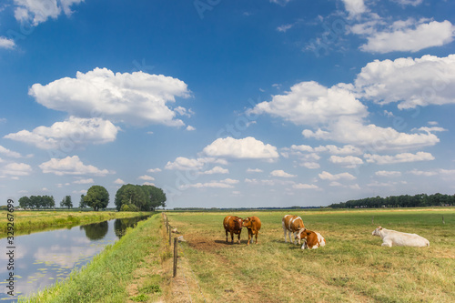 Cows in the meadow at the Dwingelerstroom river in Drenthe, Netherlands