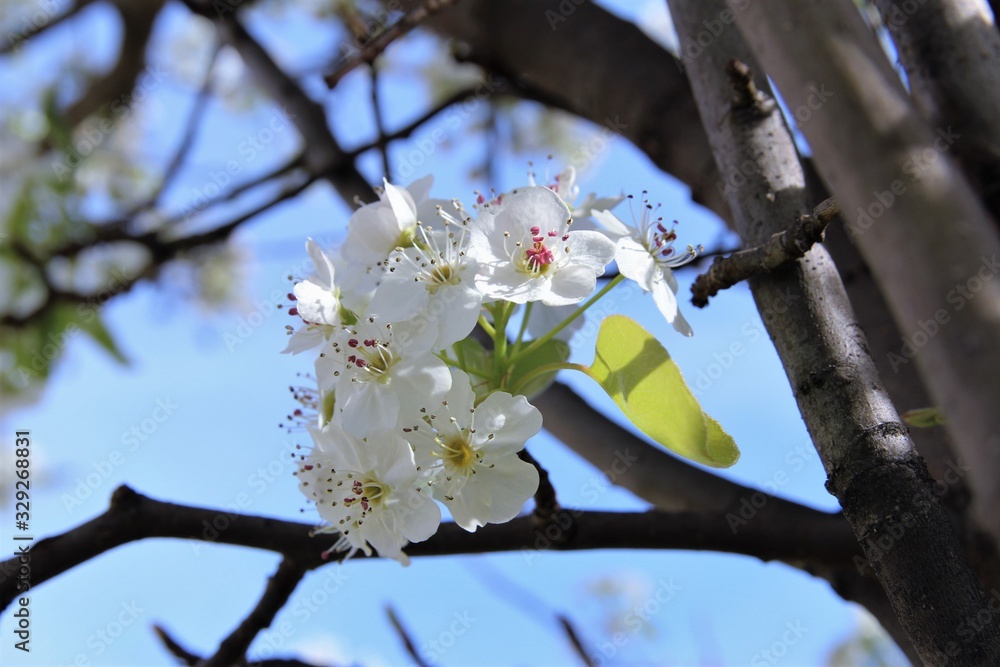 Close up white cherry blossom blooming on tree. photo Close up white cherry blossom blooming on tree. photo