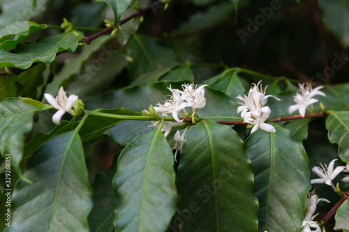 coffee flower and leaf