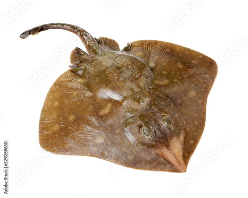 Fresh ray fish isolated on white background photo