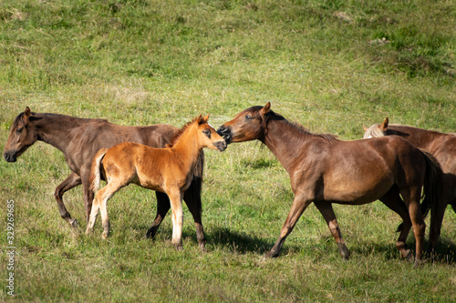 Kaimanawa wild horses mare and foal standing with the family © Janice