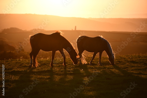 Cornish horses at sunrise © Dock 42