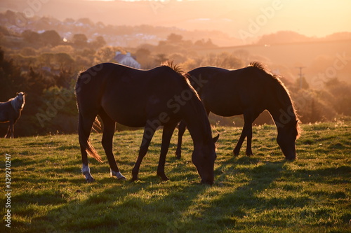 Cornish horses at sunrise