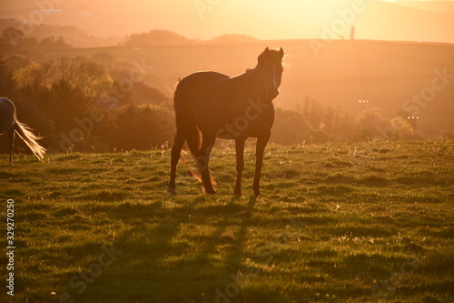 Cornwall horse sunrise
