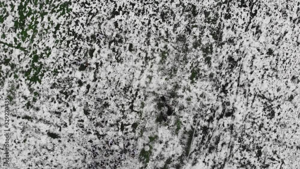 Aerial top down view of military squad training in winter camouflage on snowy field. Aerial top down view of military squad training in winter camouflage on snowy field.