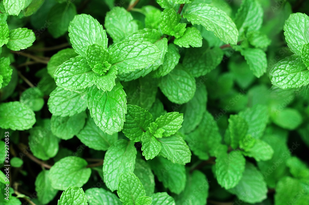 Close up of green mint plant growing in the vegetable garden. - obrazy, fototapety, plakaty 
