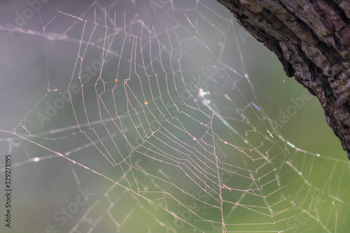 Close up on an irregular spider web hanging on a tree with grey green background