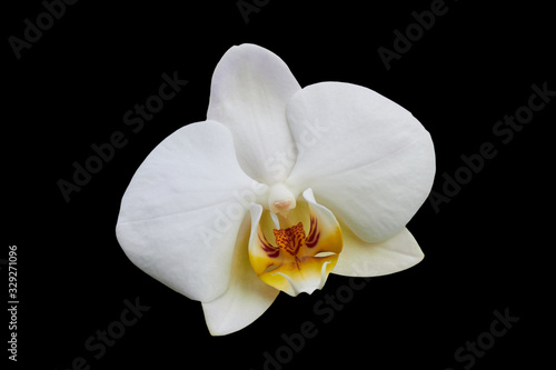 white orchid isolated,Phalaenopsis amabilis flower isolated on black background