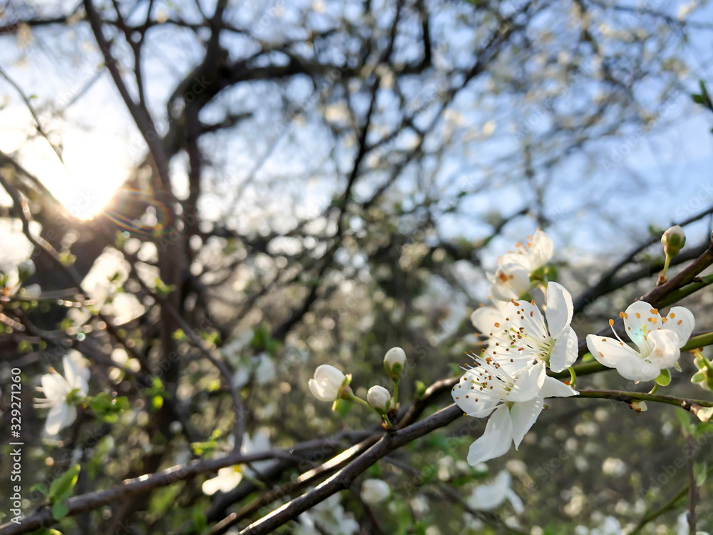 Close up on a branch with flowers during spring time with white blossom and a blue sky in background Close up on a branch with flowers during spring time with white blossom and a blue sky in background