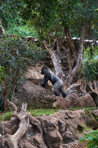 Fototapeta Naklejka Na Ścianę i Meble -  A meditating gorilla in a zoo