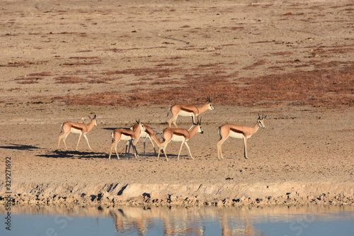 Thomson's gazelle Etosha National Park, Namibia