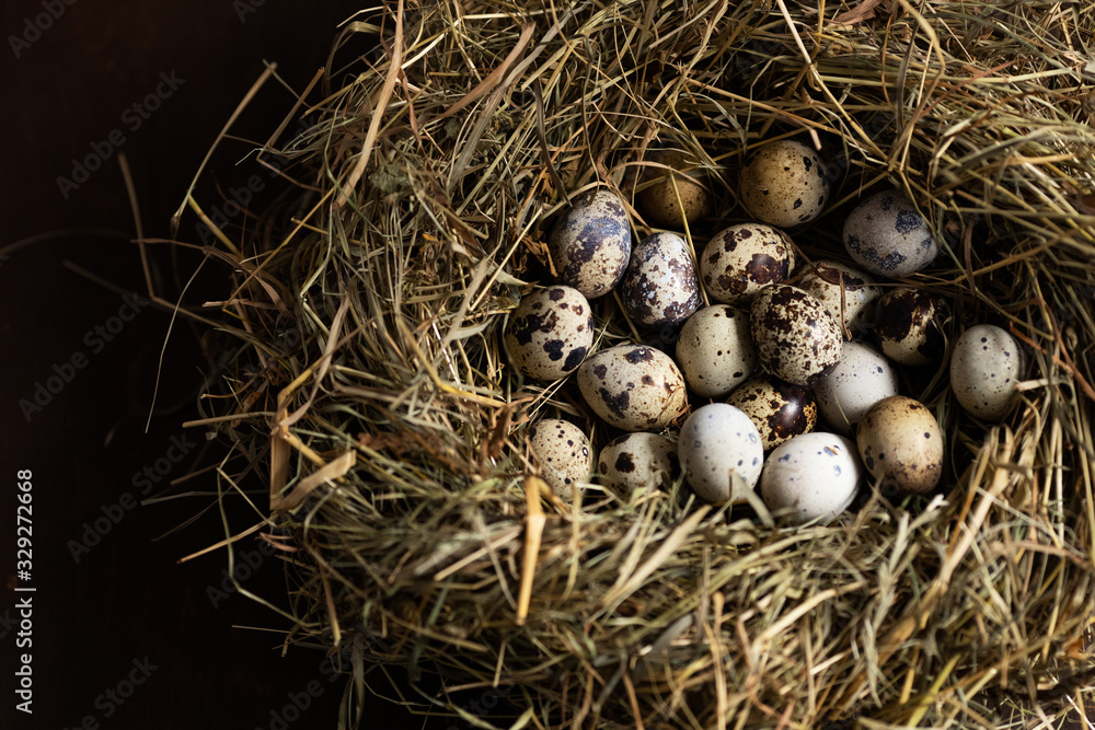 Home farm. Quail eggs in the nest Home farm. Quail eggs in the nest