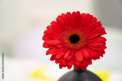 red flower close-up on a white background. 