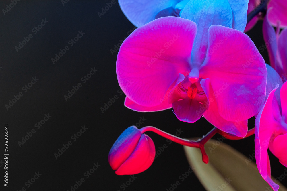 Fototapeta premium Branch of orchid flowers on dark background in neon light close up