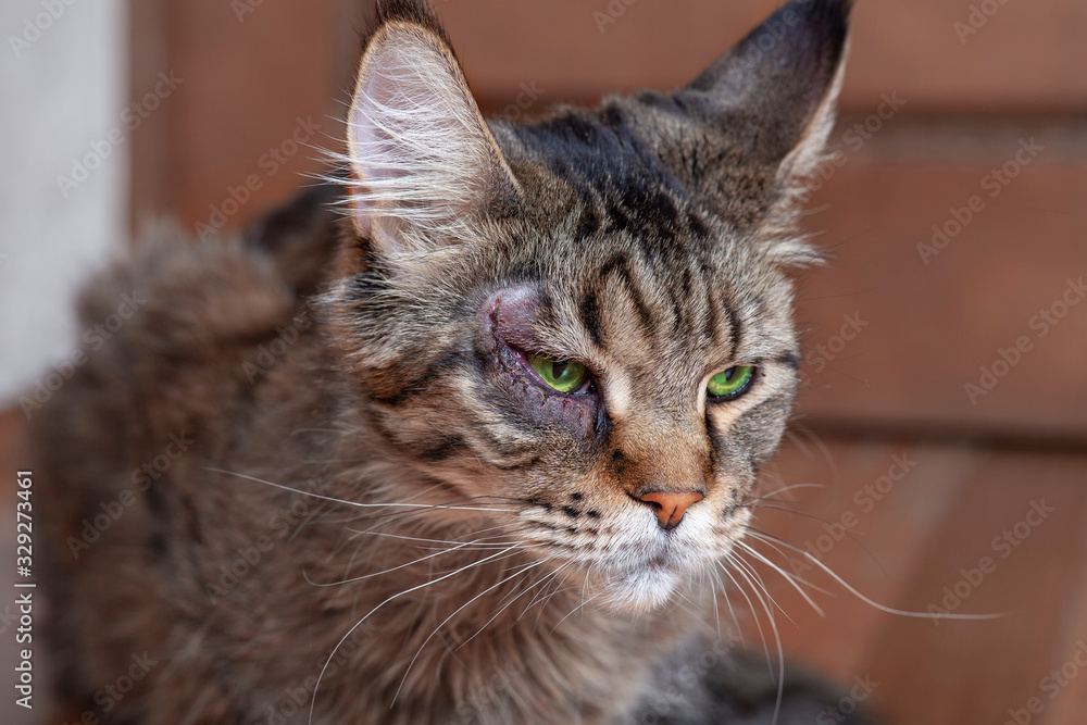 Close-up portrait of cat of maine coon breed, with surgery on the eye. Recovery process of entropion. Big and fluffy domestic kitten with green eyes. Indoors, copy space.