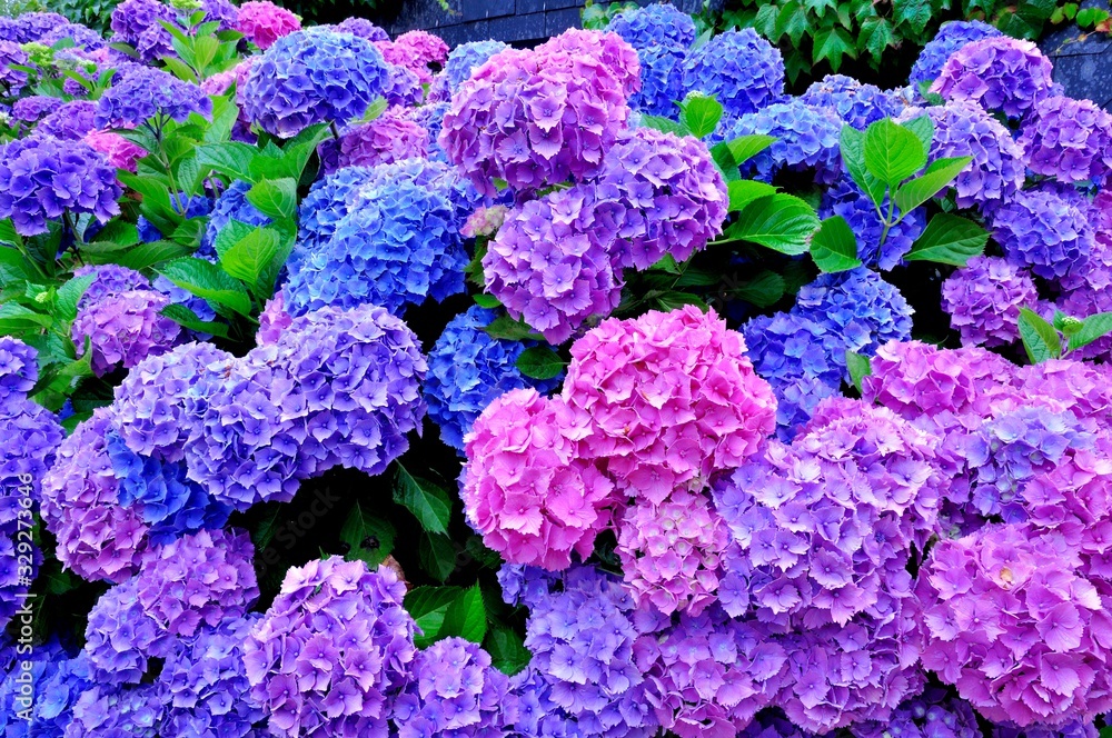 Beautiful flowers of hydrangeas in Brittany. France Beautiful flowers of hydrangeas in Brittany. France