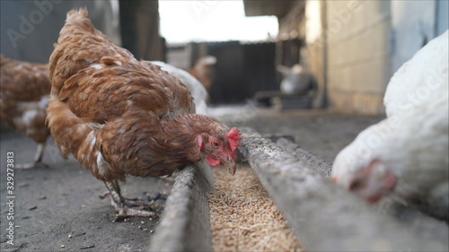 Domestic chicken hens and ducks eat sharing food from a feeding trough at farm poultry yard. Chickens eat from a feeding trough