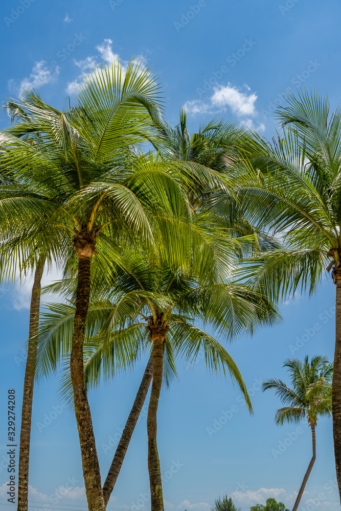 Coconut trees at the beach