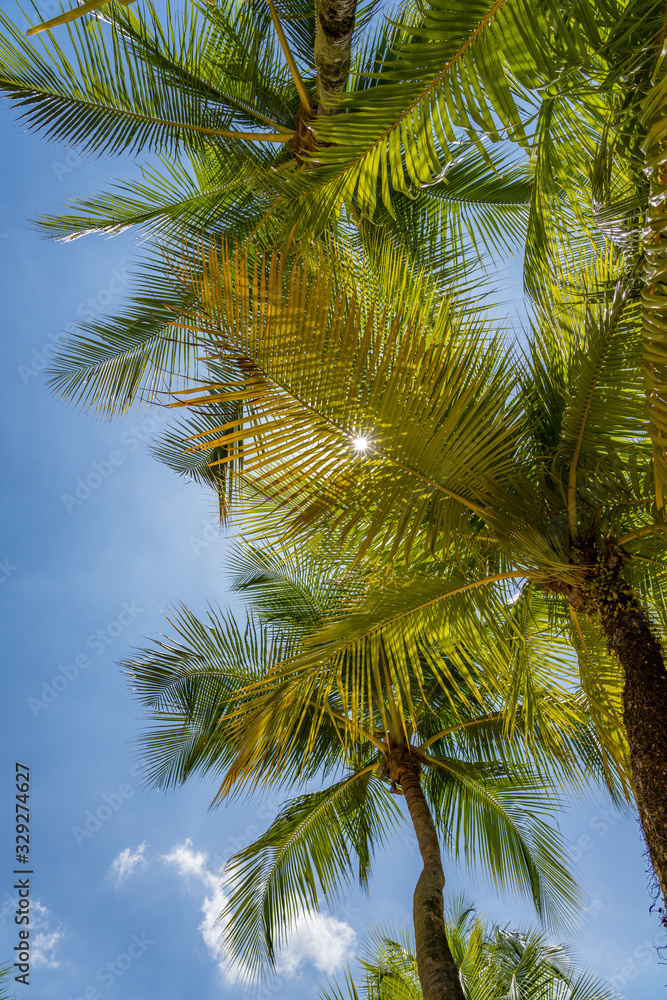 Coconut trees at the beach