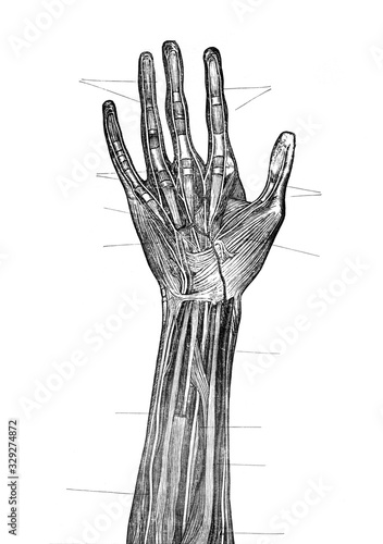 Hand and arm antatomy / Antique illustration from Brockhaus Konversations-Lexikon 1908 photo