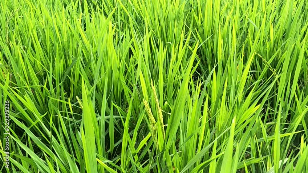Natural, Rice field, Green view. Natural, Rice field, Green view.