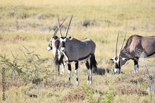 Foto Oryx (Gemsbok) at Etosha National Park, Namibia