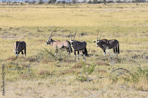 Oryx (Gemsbok) at Etosha National Park, Namibia © Takashi