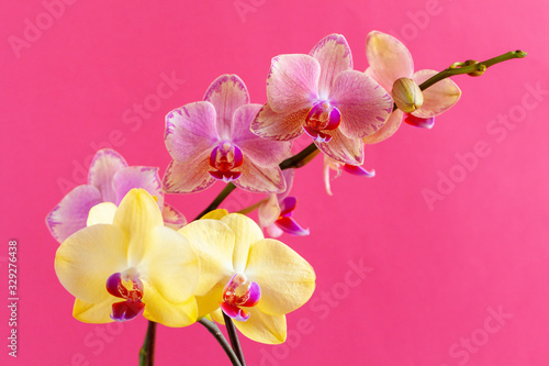 Fototapeta Naklejka Na Ścianę i Meble -  Orchid flower branch on bright pink background close up