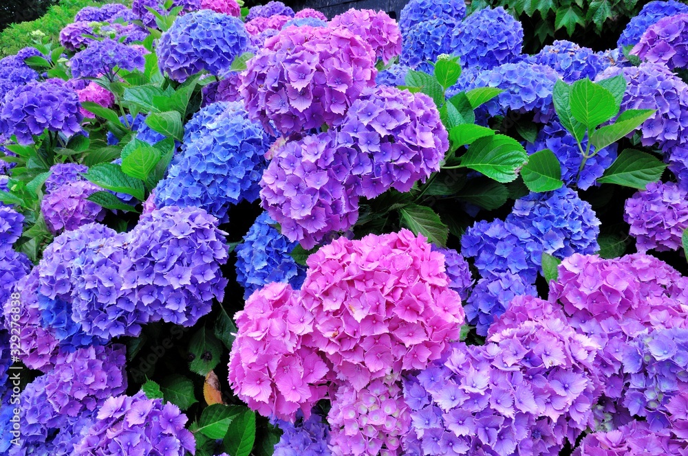 Beautiful flowers of hydrangeas in Brittany. France Beautiful flowers of hydrangeas in Brittany. France