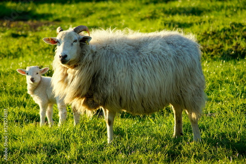 Schaf - Familie -Osterlamm mit Mutterschaf 