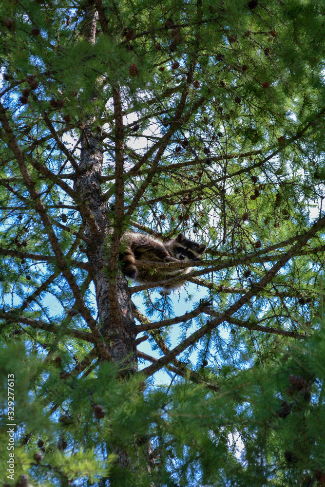 racoon on tree