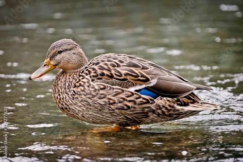 Female Mallard duck swimming in the water.