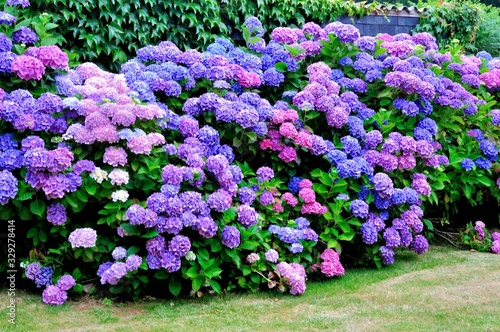 Konstfotografi Beautiful flowers of hydrangeas in a Brittany garden. France