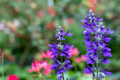 Purple flower nature leaf bokeh background.