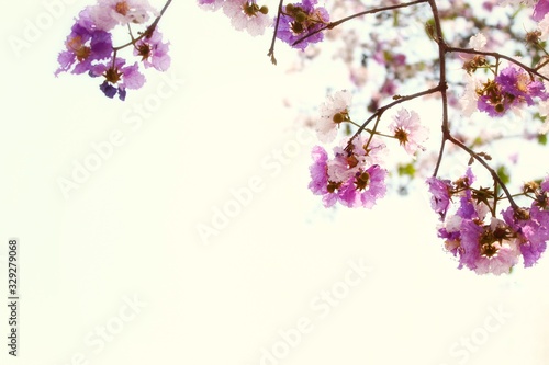 pink flowers on a white background © Moo Tonk