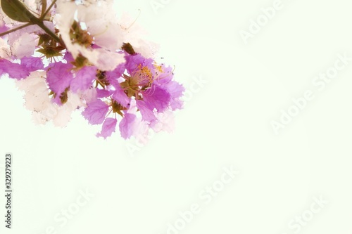 pink flowers on a white background