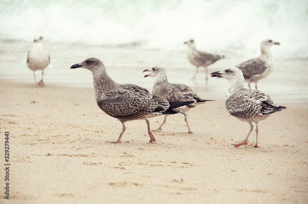 Atlantic gulls in the wild. Atlantic gulls in the wild.