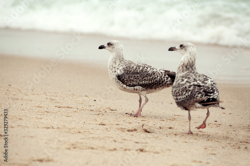 Atlantic gulls in the wild. © steftach