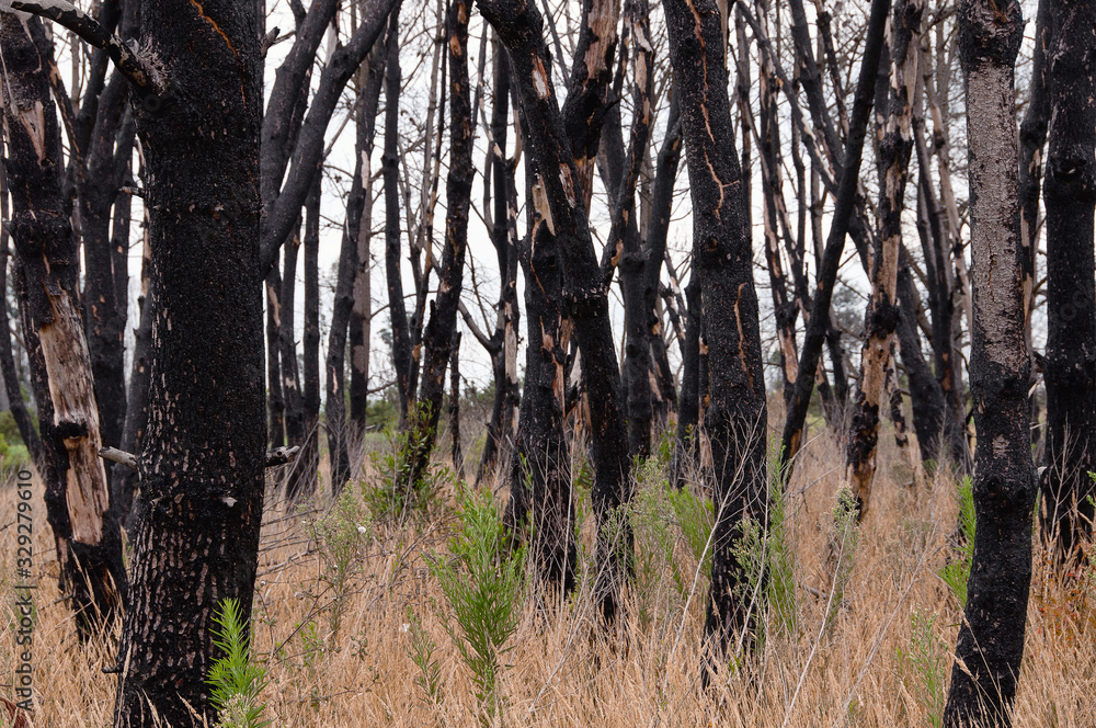 Burnt forest in Portugal . Forest Fire Aftermath. Recovery eco sistem . Burnt forest in Portugal . Forest Fire Aftermath. Recovery eco sistem .