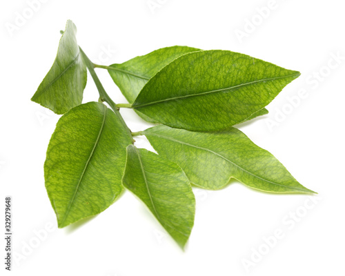 Lemon leaf isolated on white background