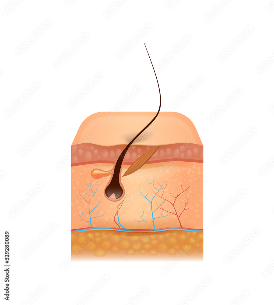 Detailed Cross Section of Human Skin with Capillary, Epidermis Layout ...