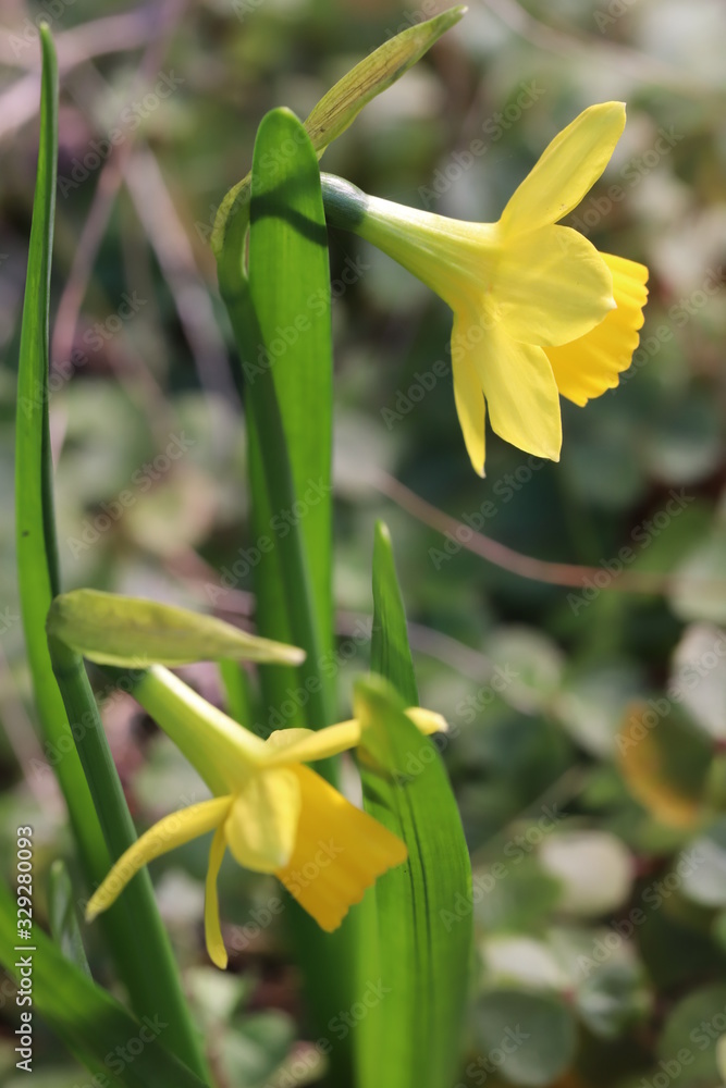 Obraz premium ミニスイセン(テターテート)の黄色い花