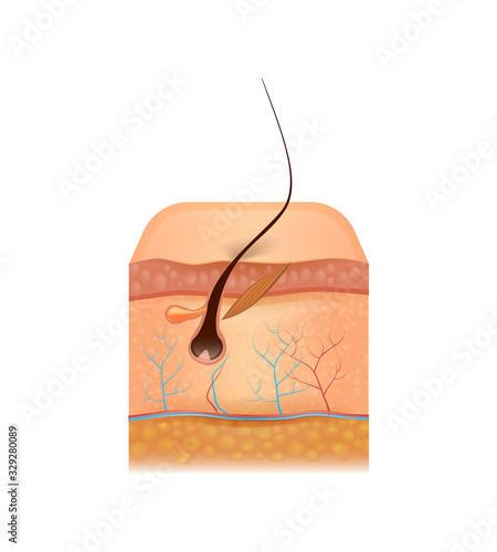 Detailed Cross Section of Human Skin with Capillary, Epidermis Layout, Fat, Follicle and Grown Hair Isolated on White Background. Medicine, Anatomy Aid 3D Vector Realistic Illustration, Clip Art, Icon