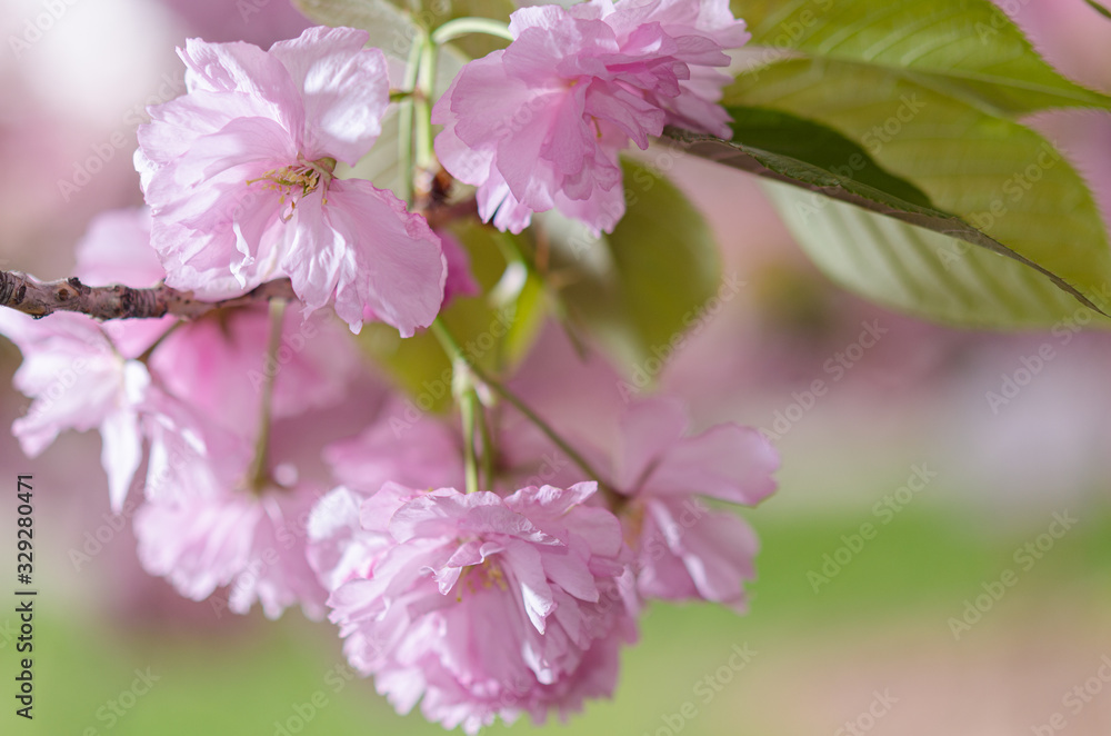 Fototapeta premium Blooming sakura flowers close-up.