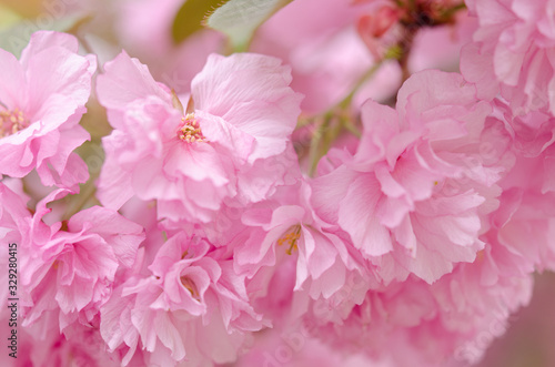 Blooming sakura flowers close-up.