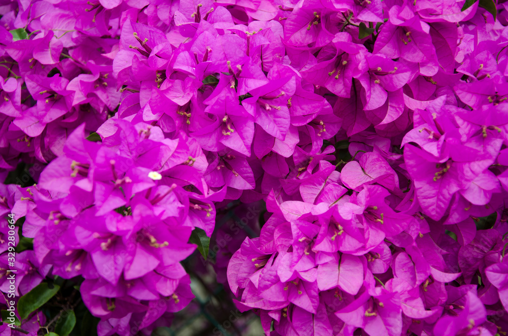 Purple Bougainvillea flower Purple Bougainvillea flower